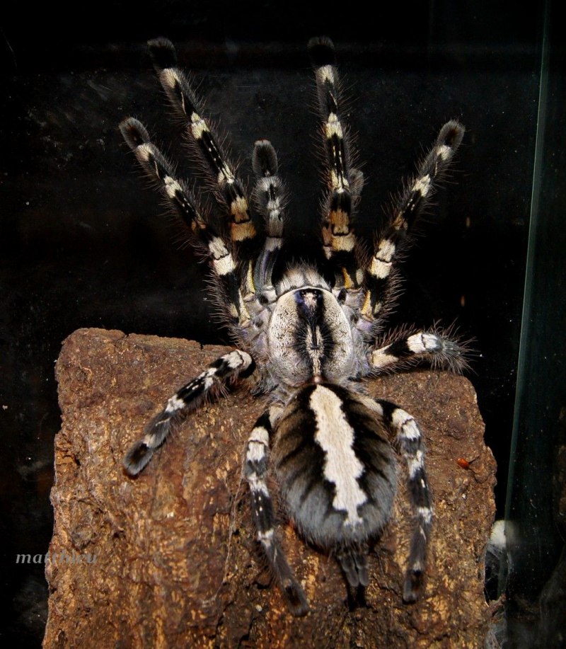 Poecilotheria rufilata