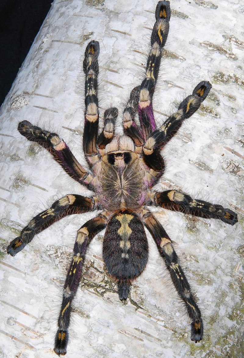 Паук птицеед Poecilotheria