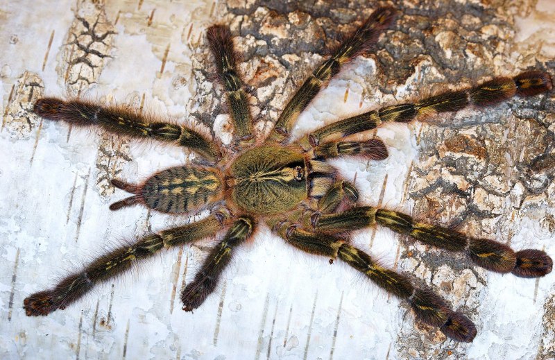 Poecilotheria Ornata