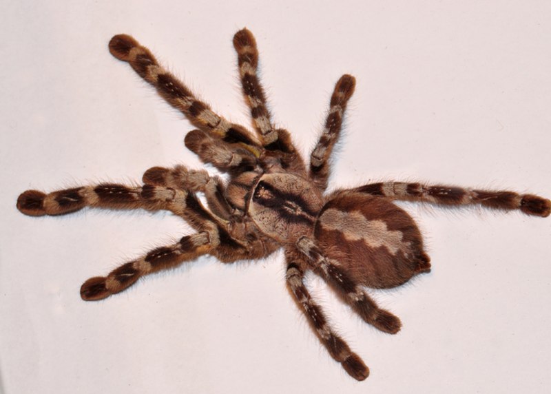 Паук Poecilotheria tigrinawesseli