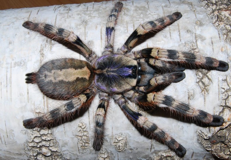 Паук Poecilotheria Rajaei