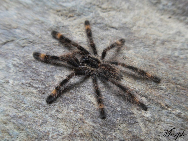 Poecilotheria Ornata самец