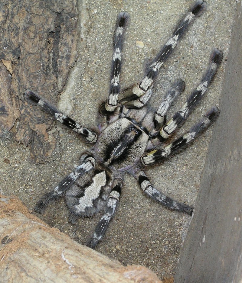 Паук Poecilotheria Ornata