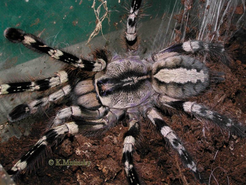 Паук птицеед Poecilotheria regalis