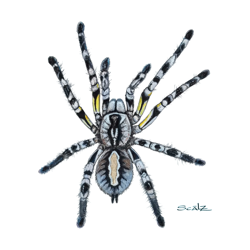 Паук-птицеед Poecilotheria Rajaei