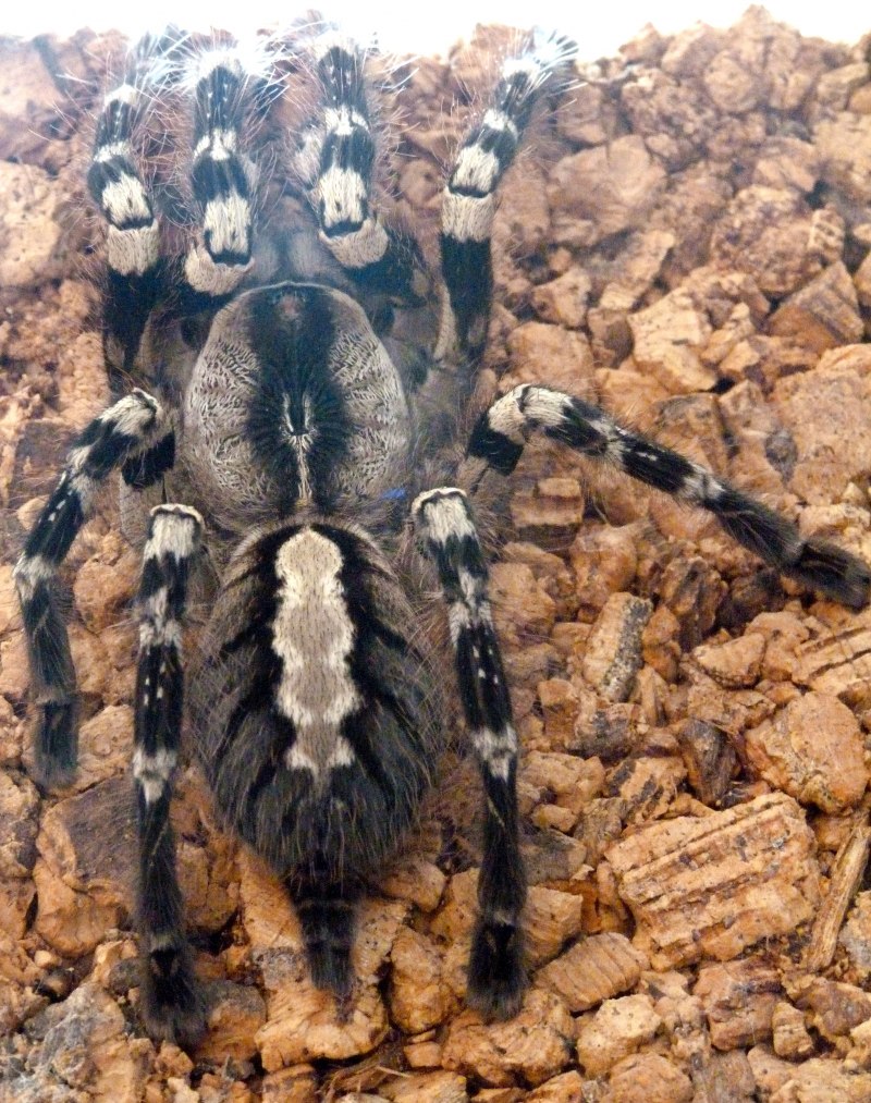 Паук Poecilotheria regalis