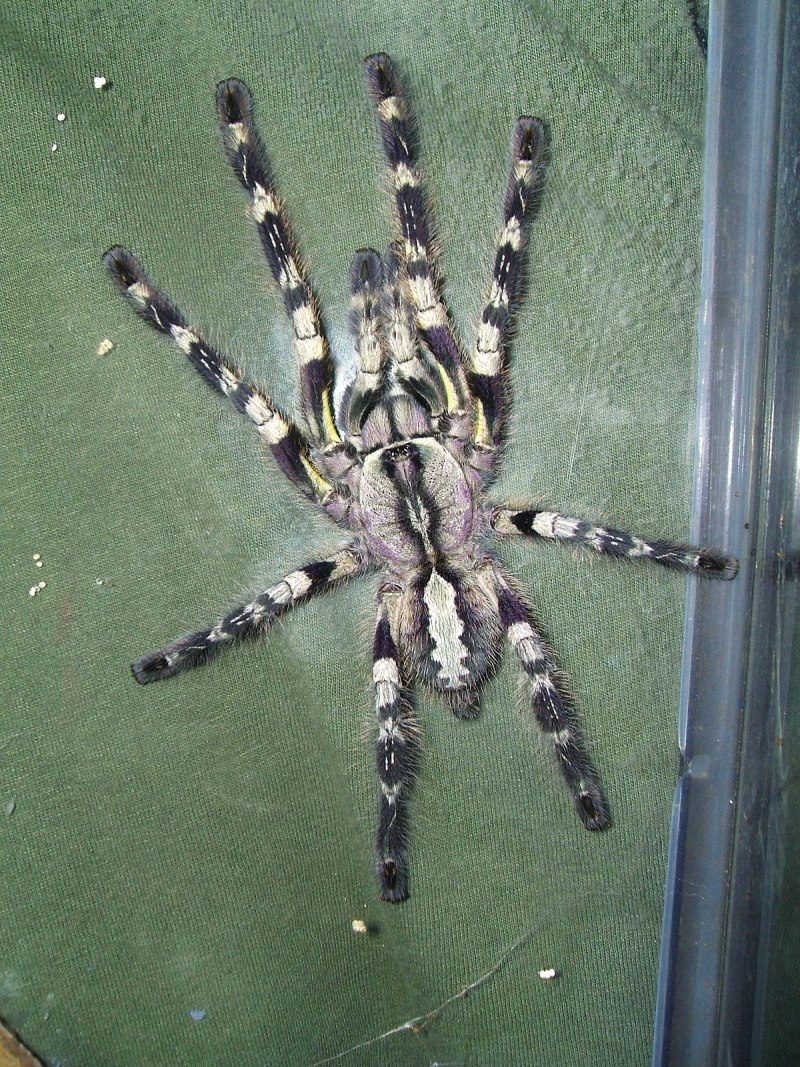Паук птицеед Poecilotheria regalis
