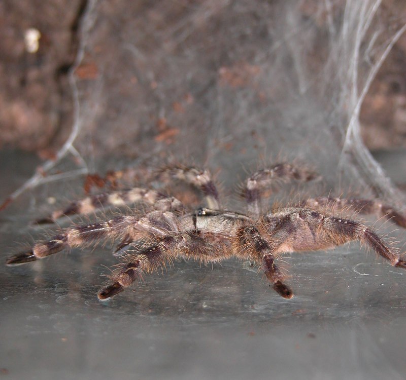 Паук Poecilotheria regalis