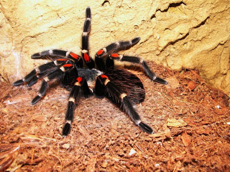 Poecilotheria rufilata