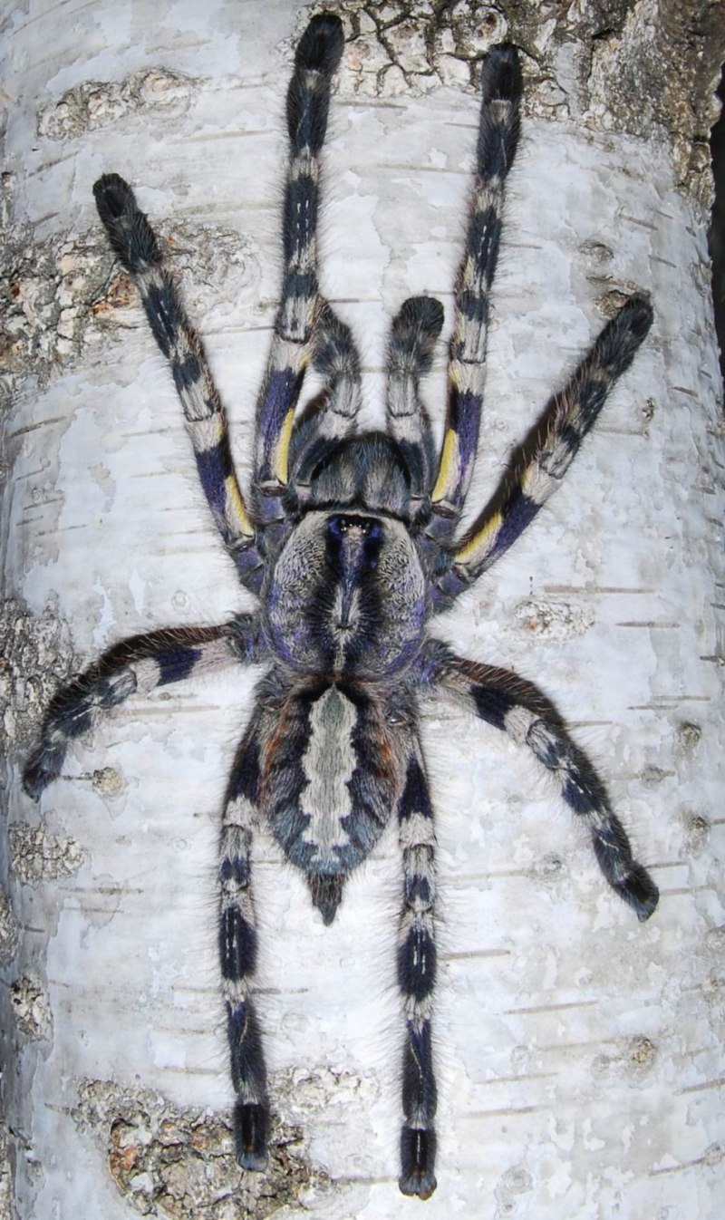Poecilotheria Ornata