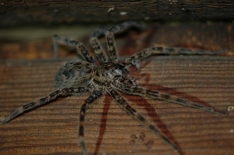 Poecilotheria regalis укус