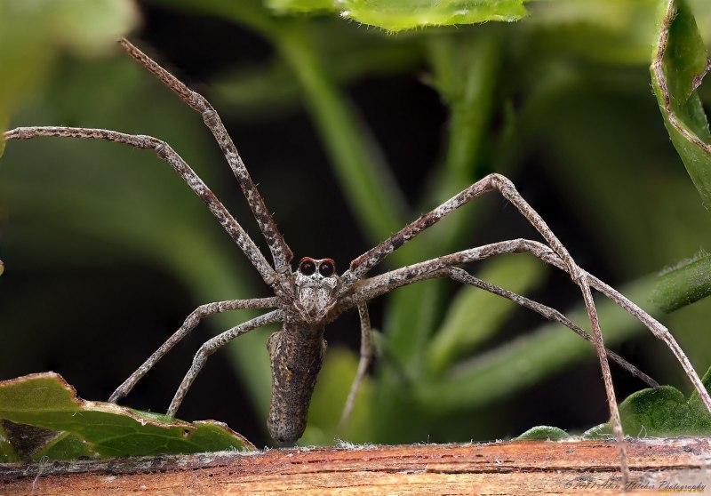 Poecilotheria Ornata укус