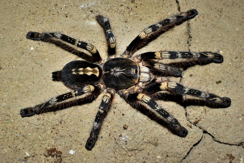 Паук-птицеед Poecilotheria Ornata
