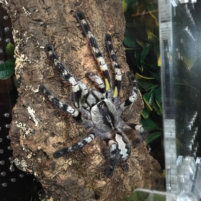 Poecilotheria subfusca Lowland (bara)