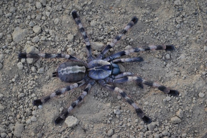 Poecilotheria subfusca