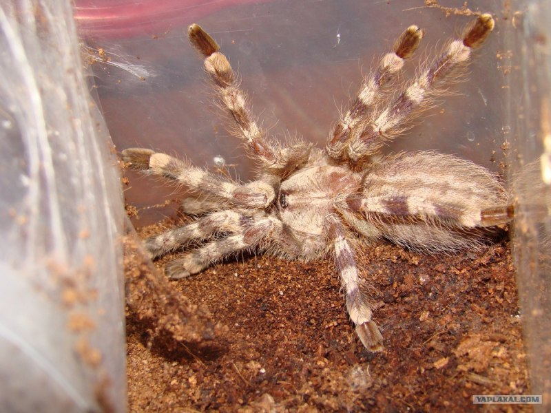 Poecilotheria Ornata самец