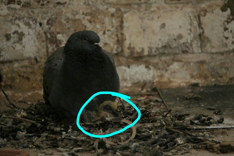 Ньюкасл вертячка голубей