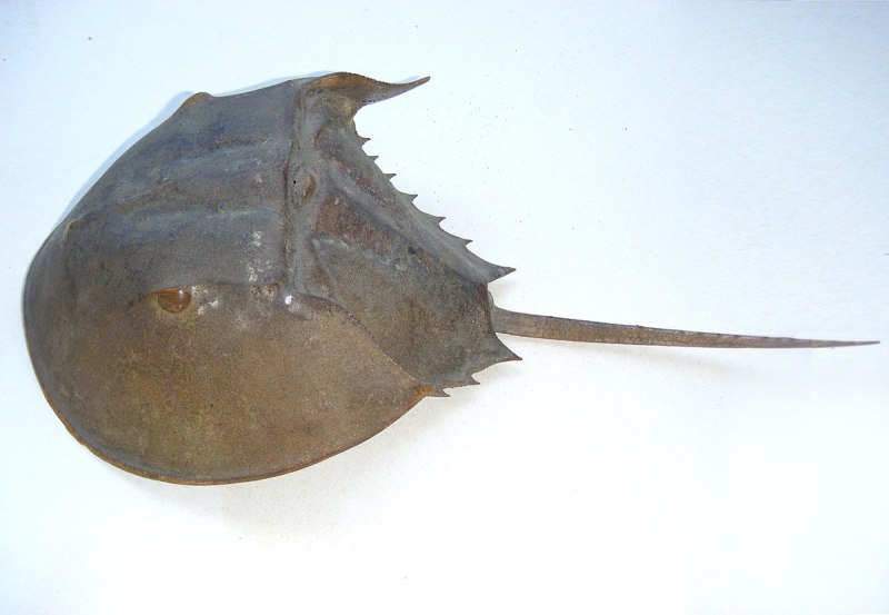 Мечехвоста Limulus