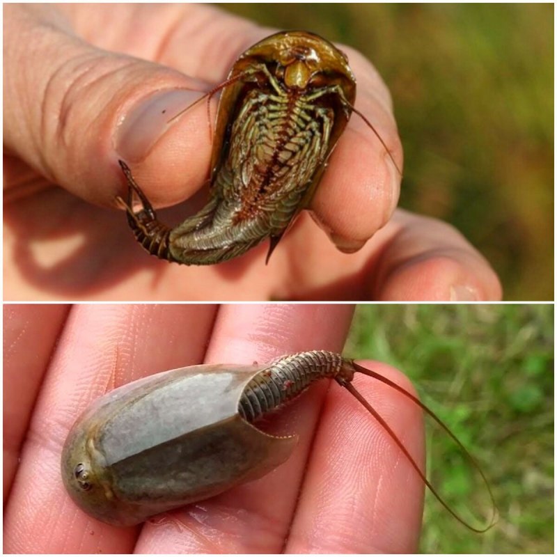Мечехвост Limulus Polyphemus