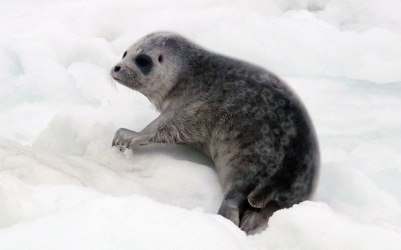 Pusa hispida Saimensis