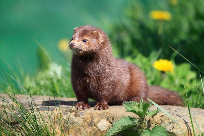 Американская норка (Mustela Vison)
