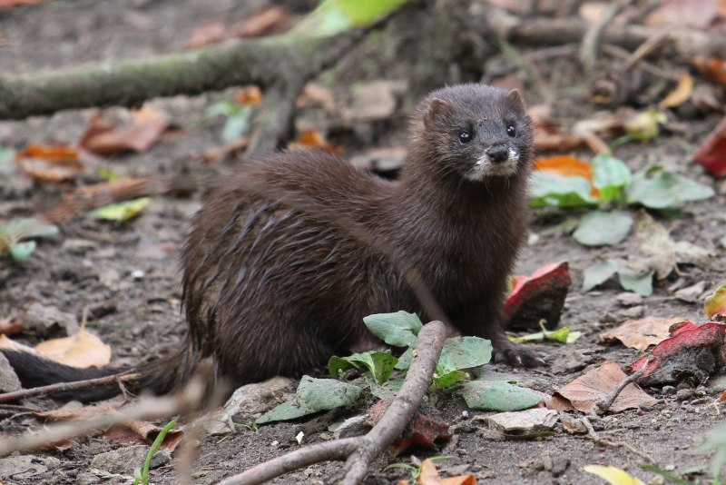 Европейская норка (Mustela lutreola)