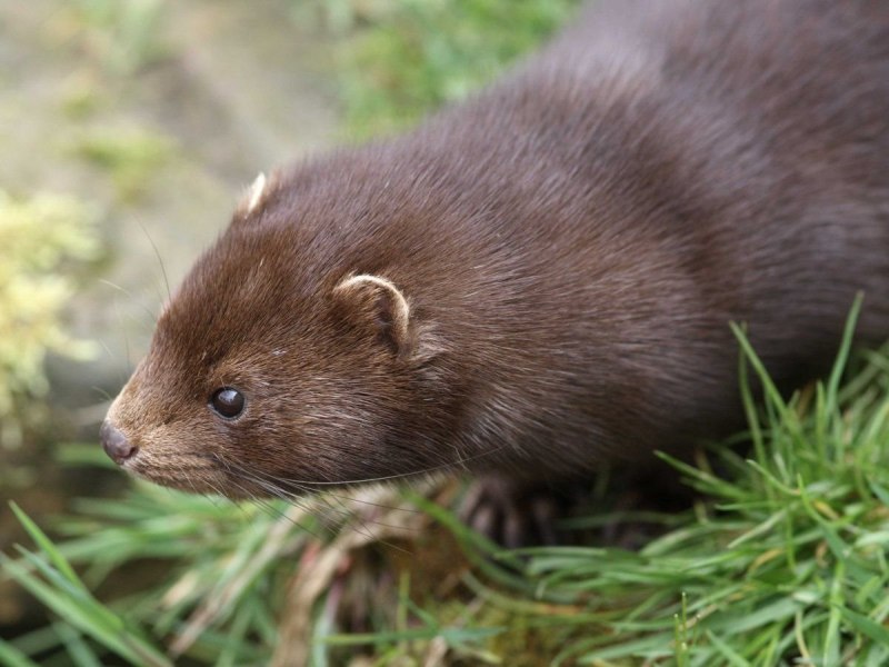 Европейская норка Mustela lutreola (Linnaeus, 1761)