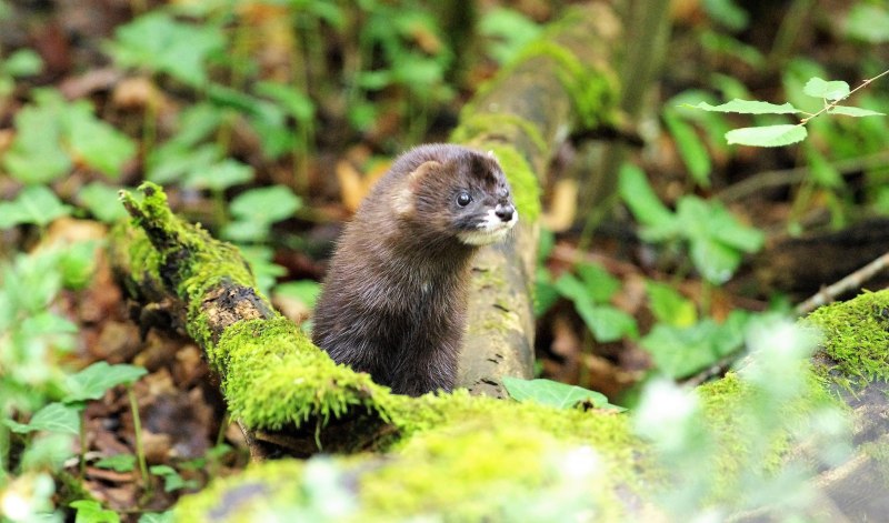Европейская норка (Mustela lutreola)