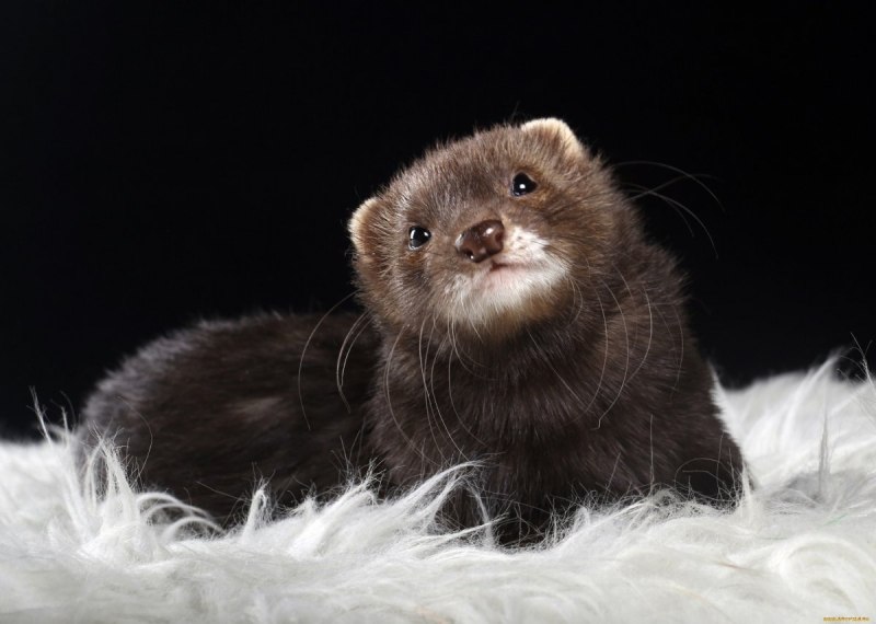 Mustela lutreola норка