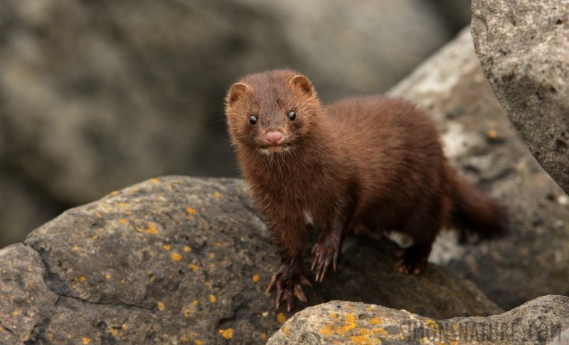 Американская норка (Mustela Vison)