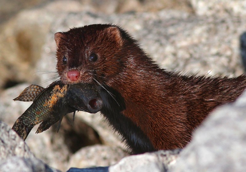 Американская норка (Mustela Vison)