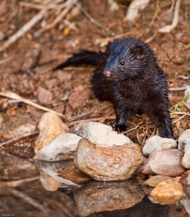 Mustela lutreola норка