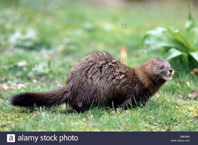 Европейская норка Mustela lutreola (Linnaeus, 1761)