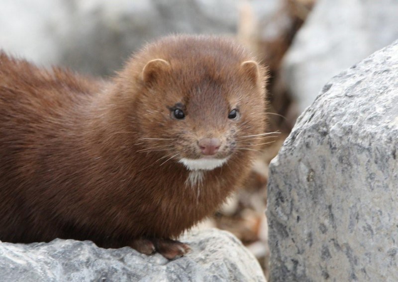 Mustela lutreola норка