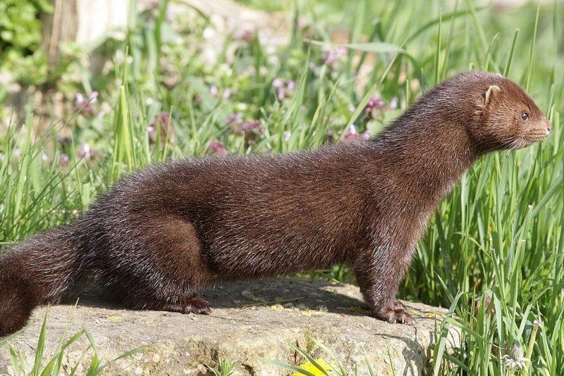 Американская норка (Mustela Vison)