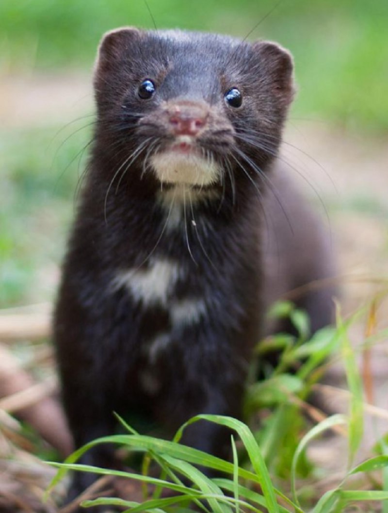 Европейская норка (Mustela lutreola)