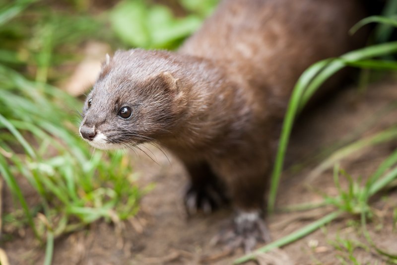 Европейская норка Mustela lutreola (Linnaeus, 1761)
