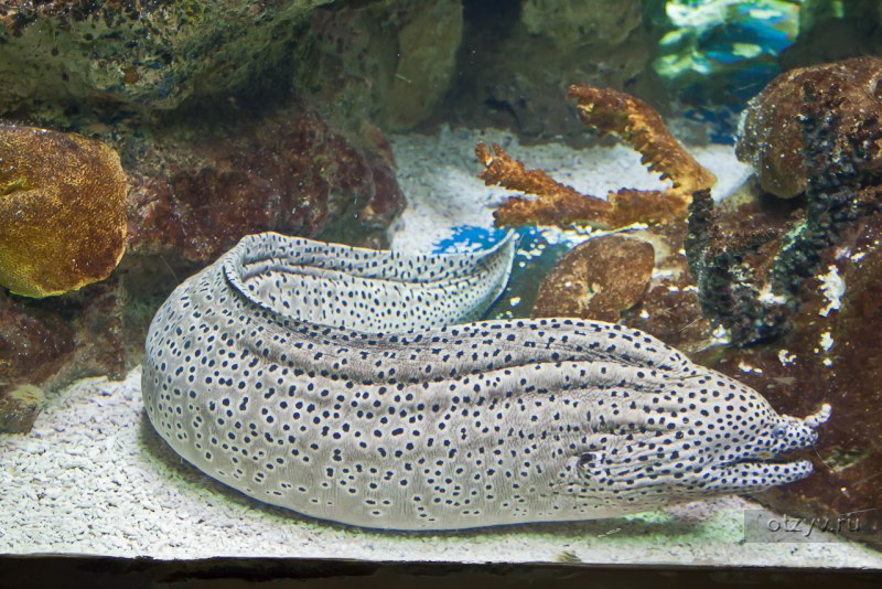 Морские змеевидные рыбы