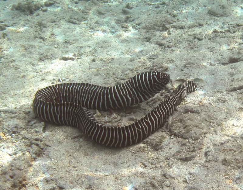 Rhinomuraena quaesita