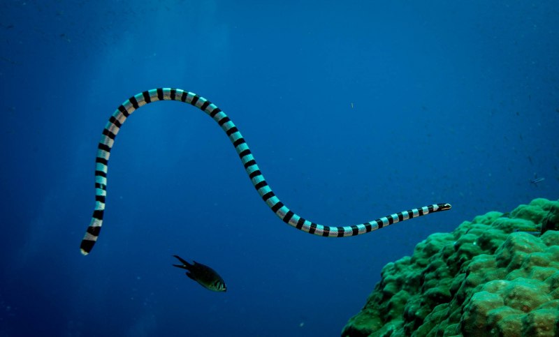 Danger Fish
