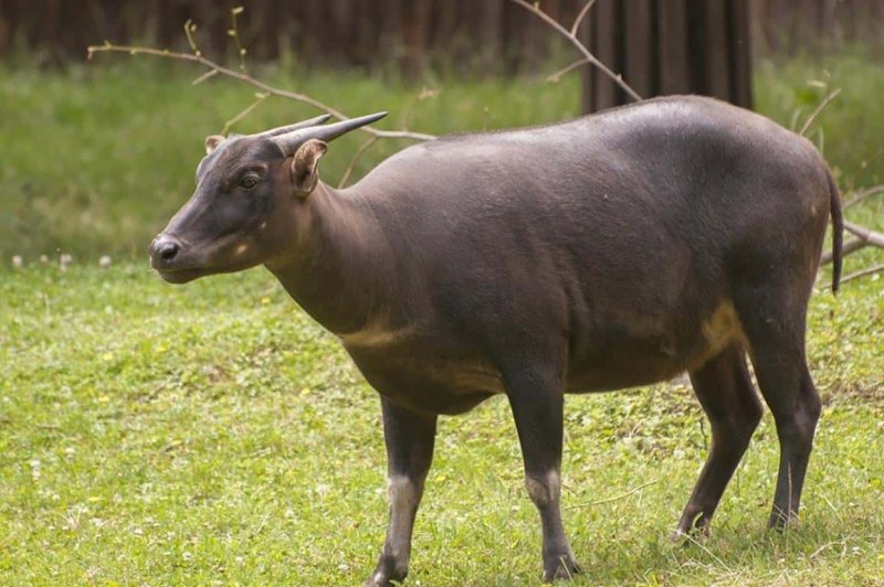 Аноа буйвол (61 фото)