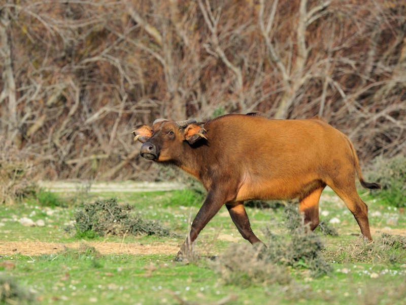 Dwarf Buffalo