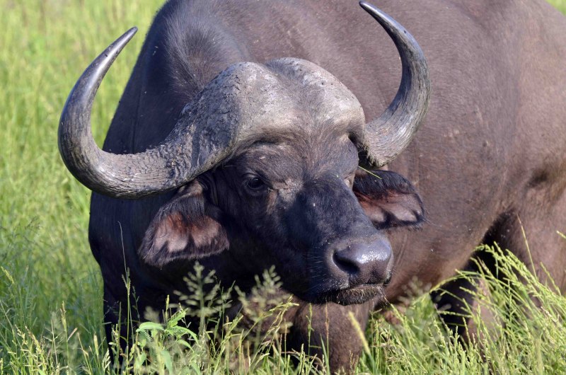 Dwarf Buffalo