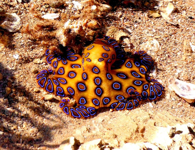 Octopus Tetricus