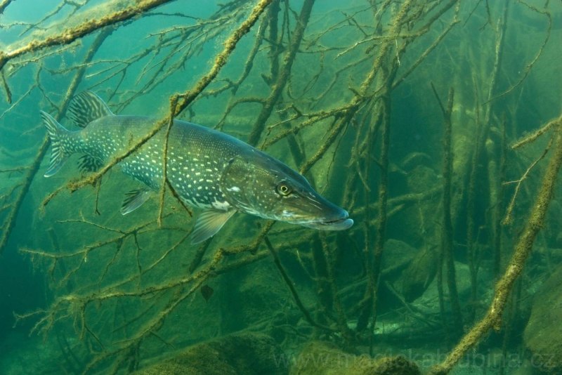 Giganturidae рыба