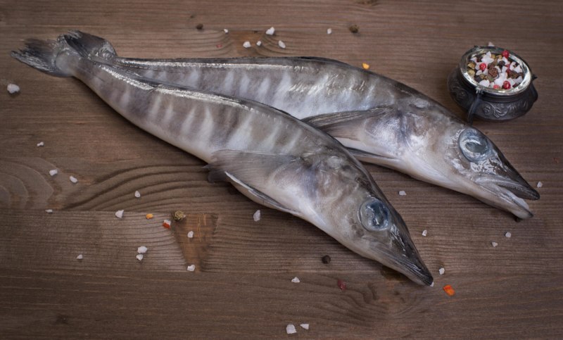 Ice Fish