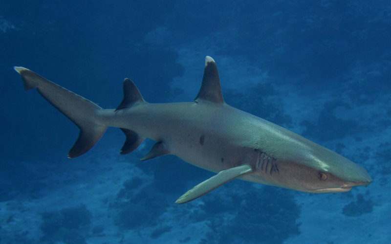 Carcharhinus brevipinna