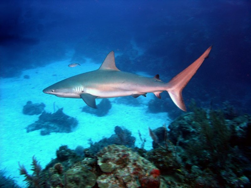 Carcharhinus limbatus