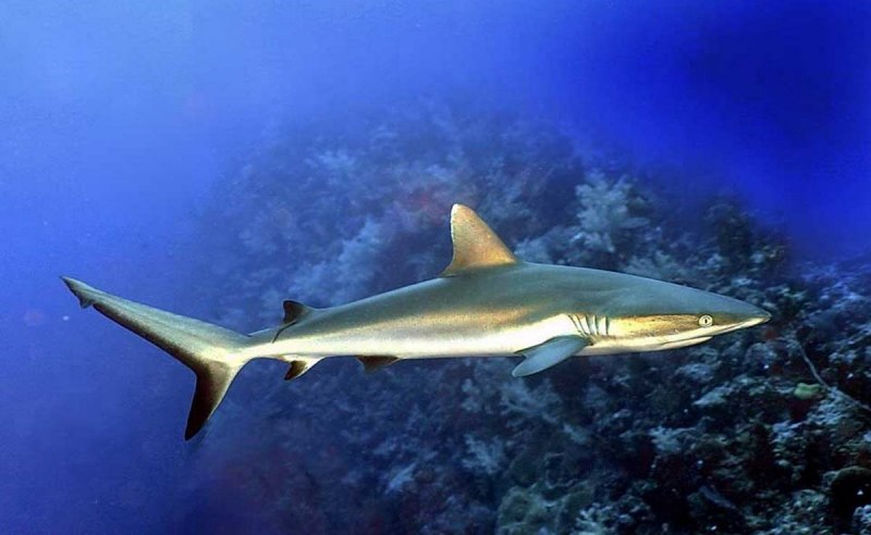 Carcharhinus amblyrhynchos