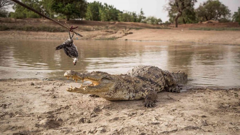 Крокодил выпрыгивает из воды